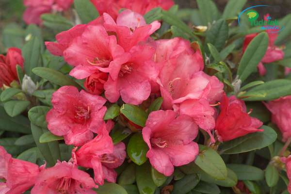 Rhododendron Rumpelstilzchen